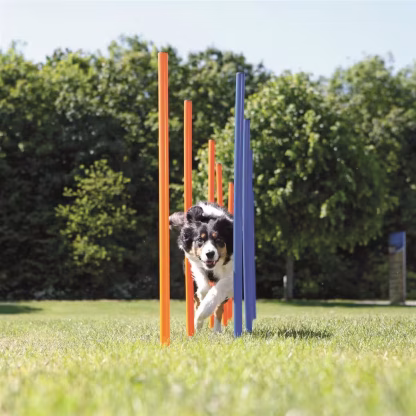 Agility Slalåm Hinder